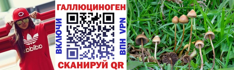 Галлюциногенные грибы Psilocybe  Купить  Фёдоровский 
